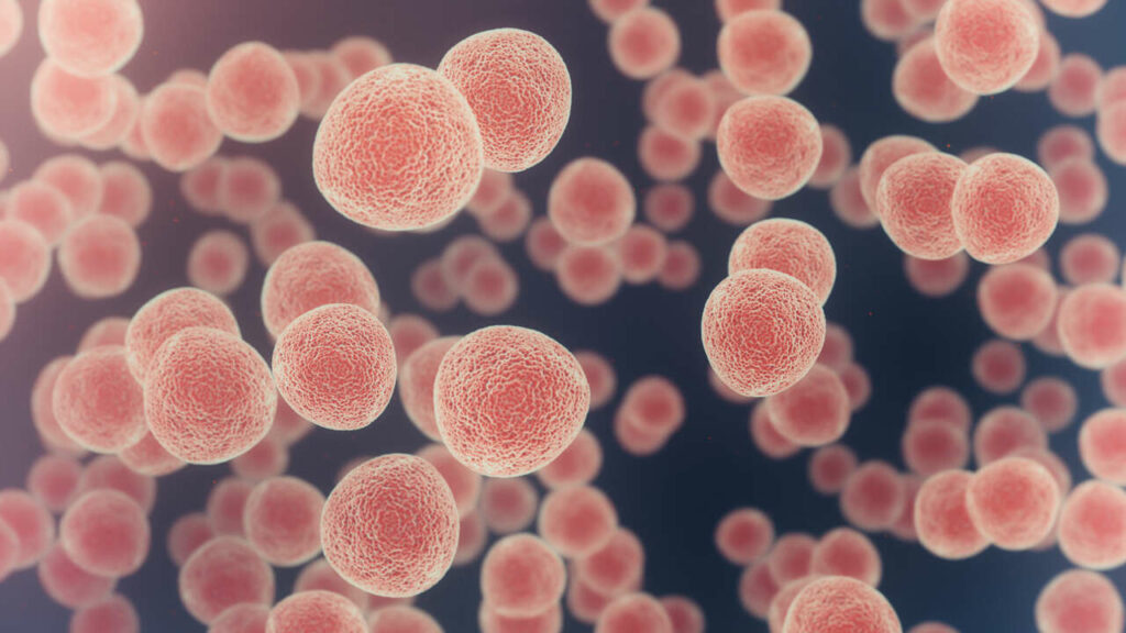 Células em destaque representando regeneração celular, metabolismo e benefícios da vitamina K2 para a saúde cardiovascular e óssea.